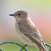 Spotted Flycatcher  "Muscicapa striata"